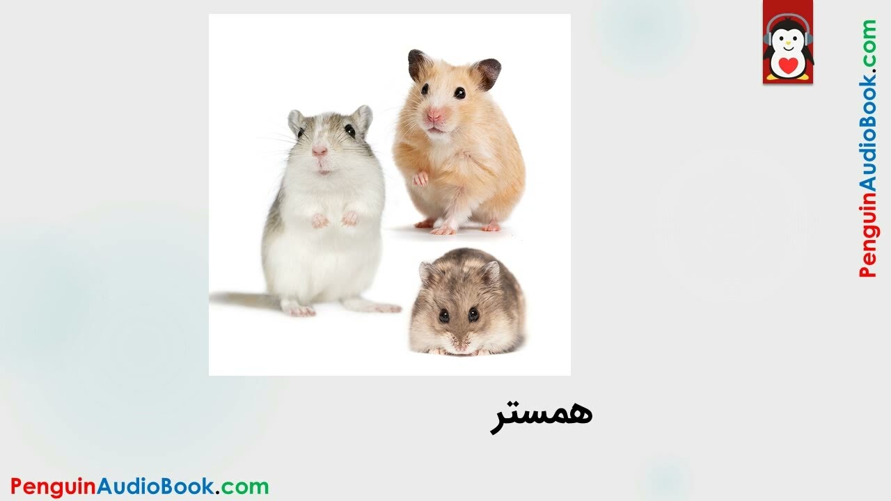 🧥🐅 Le Farsi comme jamais vu ! Dictionnaire VISUEL des Animaux avec Prononciation ✨ (Pour débutants)