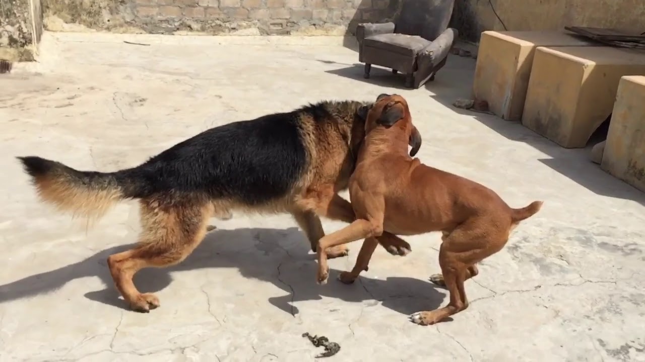 German Shepherd and Boxer