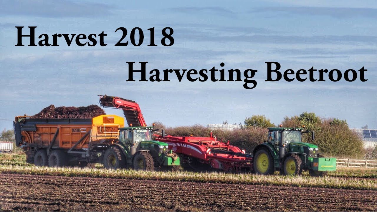 Harvest 2018 - Harvesting Beetroot!