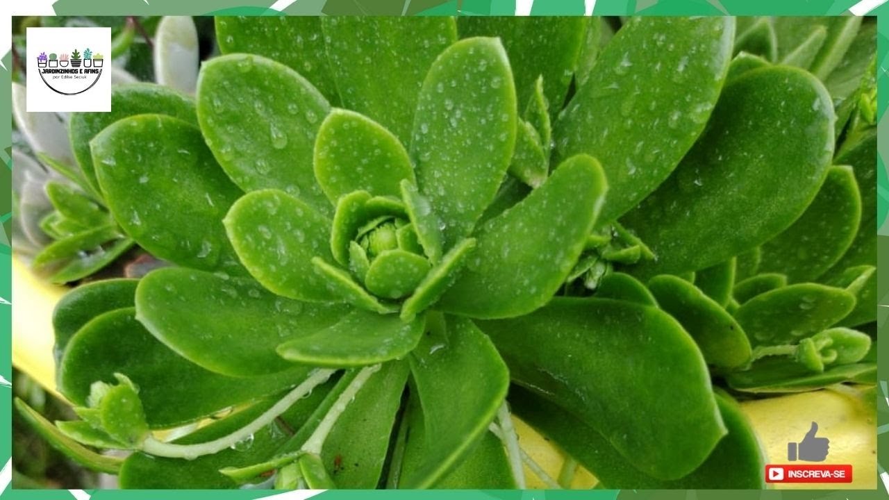 OROSTACHYS MALACOPHYLLA - СПЕЦИАЛЬНЫЙ ПРОЕКТ ПОКУПКИ МЕСЯЦА - ФЕВРАЛЬ / 2021