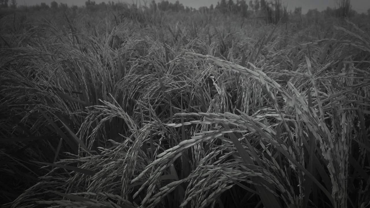 Deosial kasur Punjab Pakistan