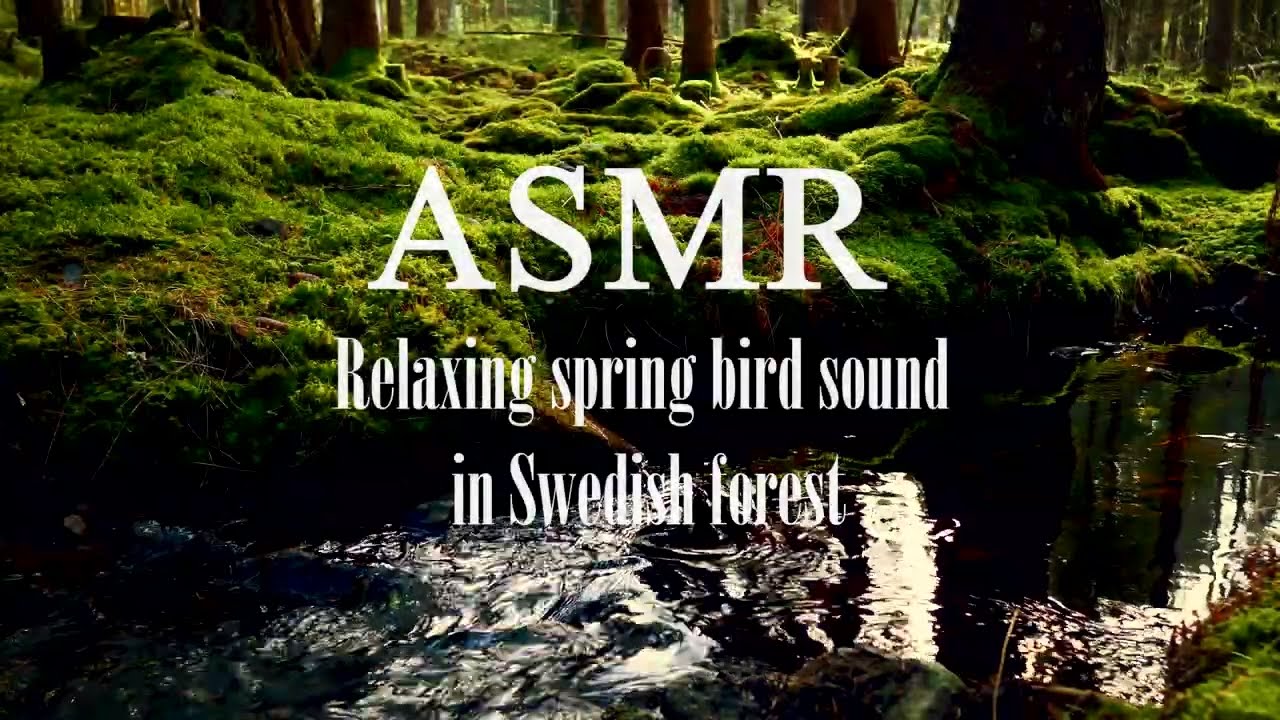 ASMR. Relaxing spring bird in a Swedish forest30min