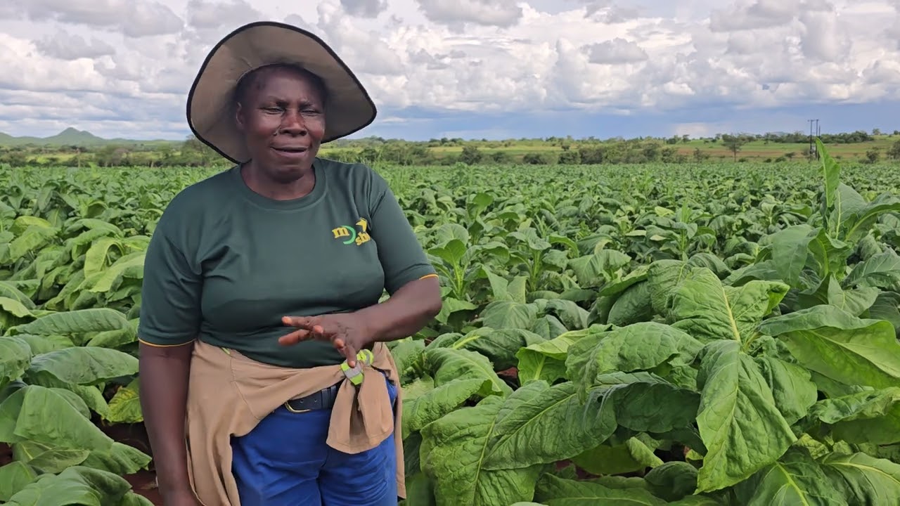 Tobacco Production with Denga Patience