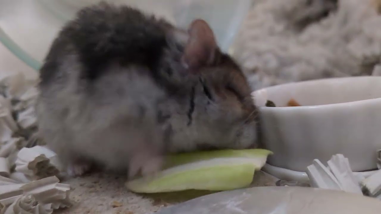 野菜バイキング！ #ハムスター #hamster 