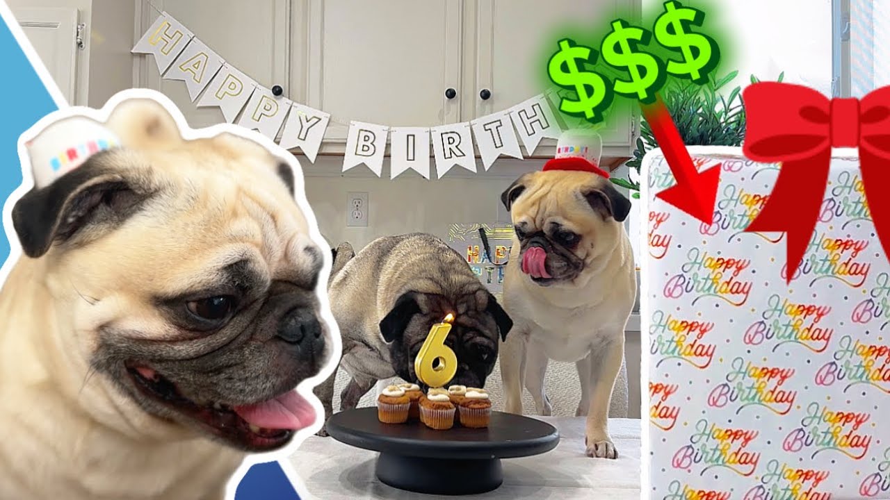 The Most EXPENSIVE Birthday Gift We’ve Ever Bought Our Pug! Will He Like It?