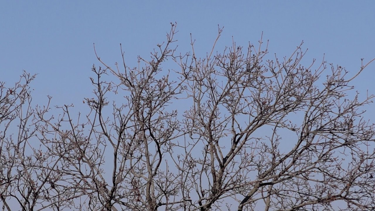 Birds On The Tree