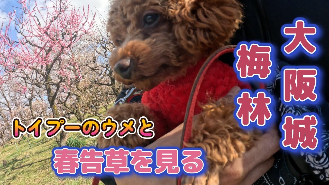 【愛犬と行く大阪城】３月８日、ビションフリーゼの桃とトイプードルの梅と一緒に雪裏清香の大阪城梅林に行きました！