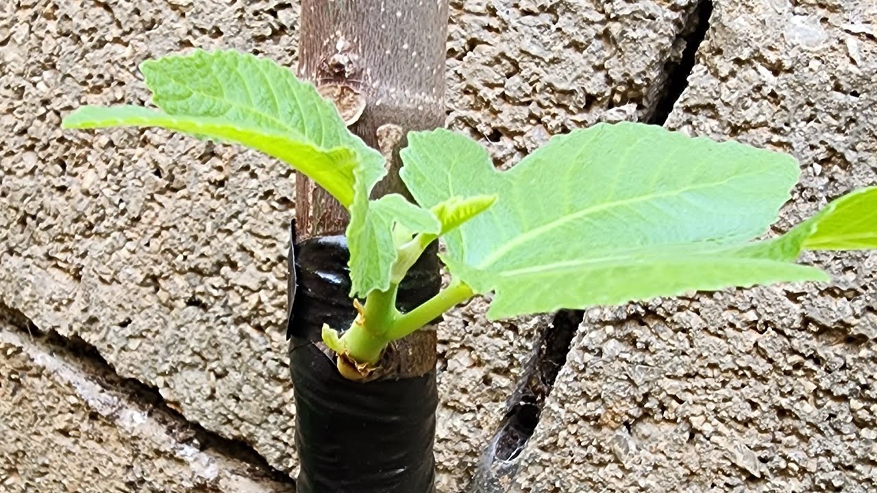 İncir Göz Aşısı Nasıl Yapılır