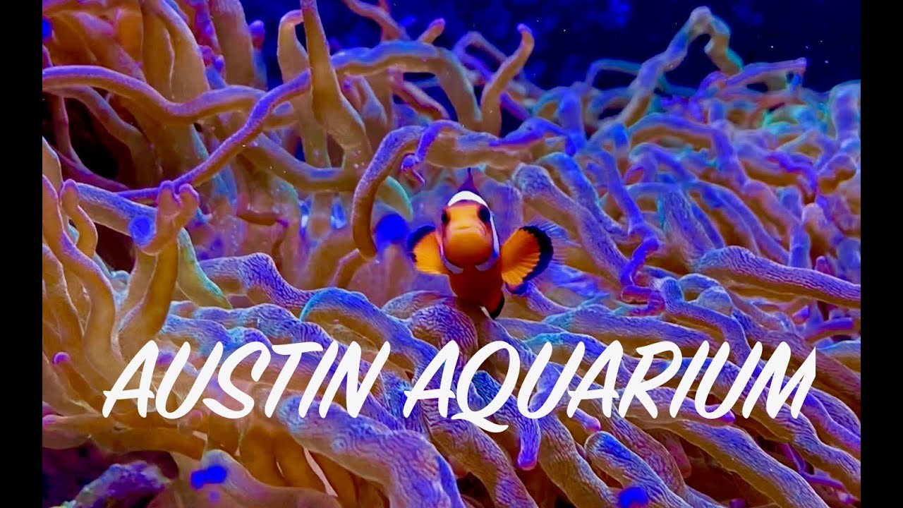 EXPLORING AUSTIN AQUARIUM in TEXAS