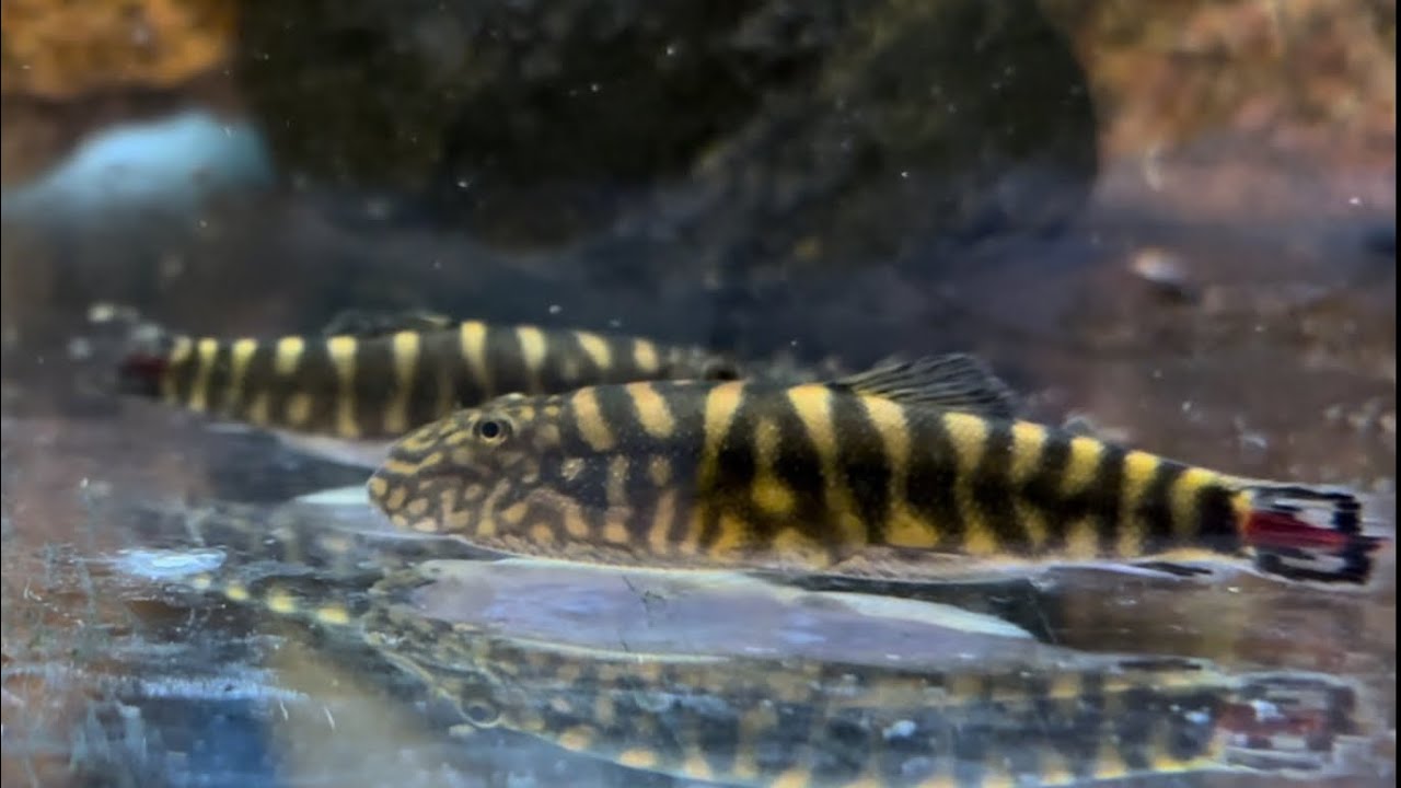 Red-Tail Hillstream Loach: Gastromyzon Sp. Redtail Sk02