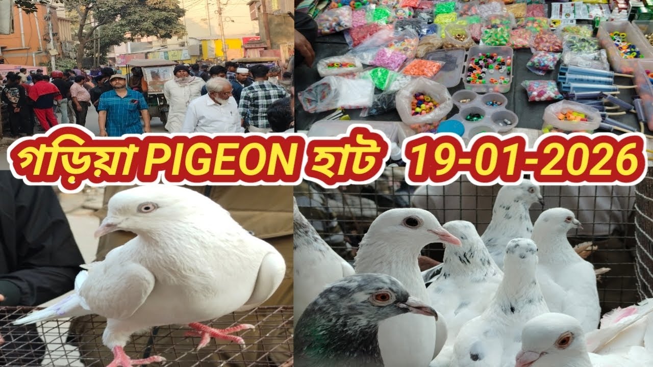 2026 গড়িয়া পায়রার হাটে কি পায়রা এলো। Garia Exotic Pigeon Market Price. গড়িয়া পায়রা হাট।
