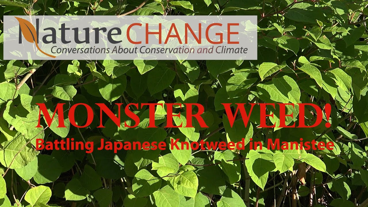 Invasive Species Network: Battling Japanese Knotweed in Manistee