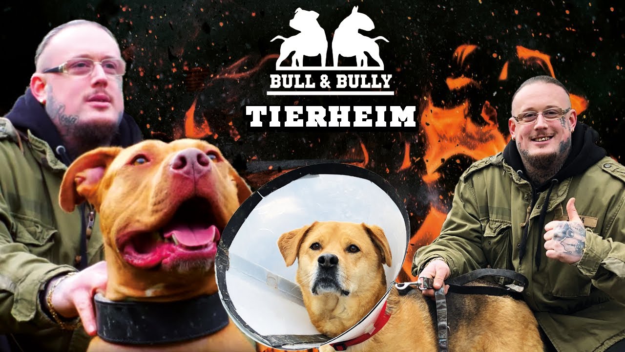 IM TIERHEIM mit Max Cameo | Listenhunde aus dem Tierschutz