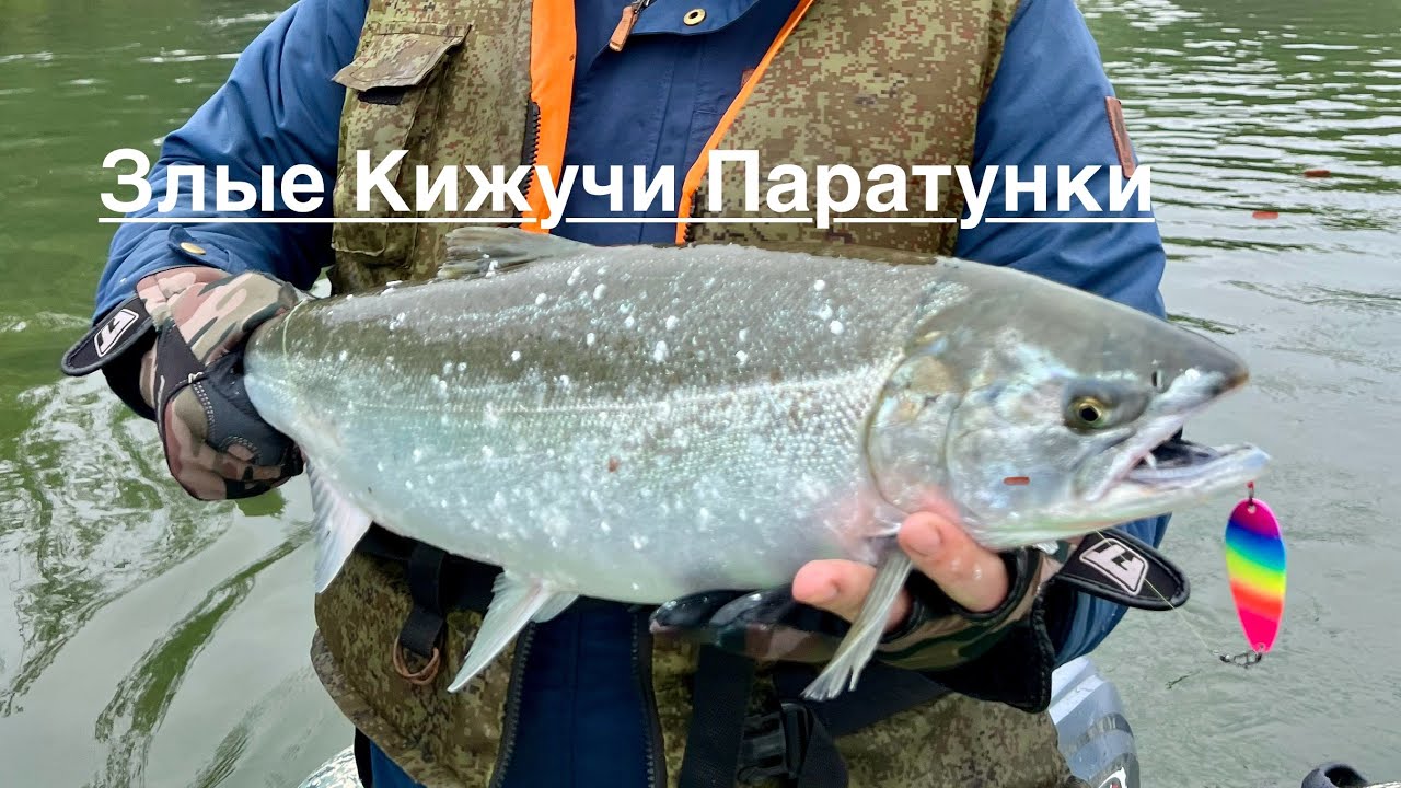 Кижуч пошёл#камчатка#рыбалканакамчатке#организуютур