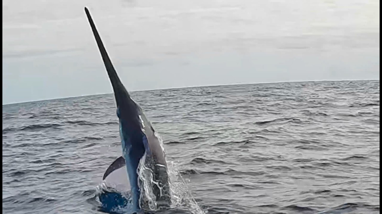 600lb New Zealand Swordfish