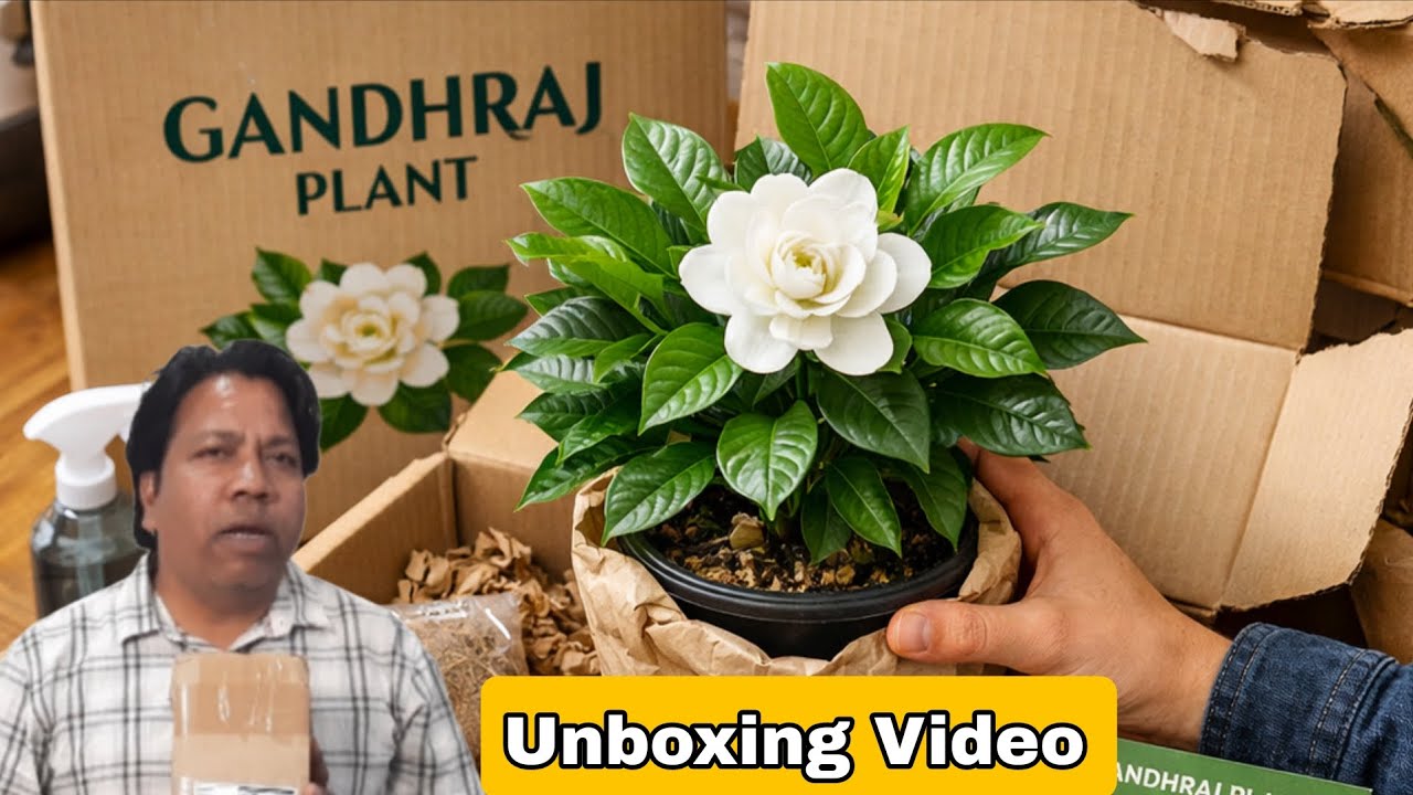 How to care and unboxing Gandhraj plant 