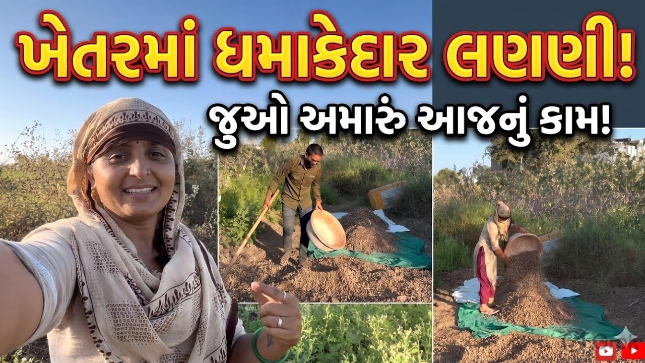 ખેતરમાં ધમાકેદાર લણણી! જુઓ અમારું આજનું કામ