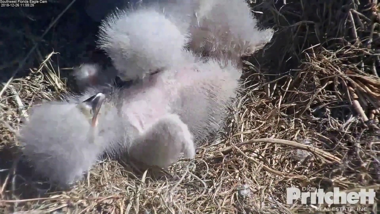 12-26-18 SWFL eagles; rowd-E's.