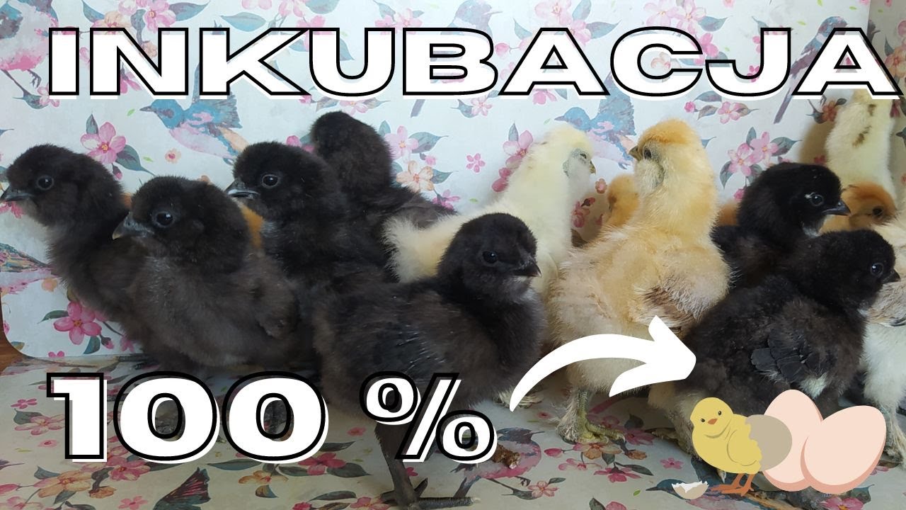 Inkubacja jaj silek i mixów, super wynik !!!