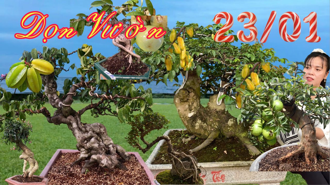 Hạ Giá Thu Vốn: Cây Khế Dáng Thú & Lô Bonsai Hoa Trái Đủ Loại - Trung Hiếu 23/1