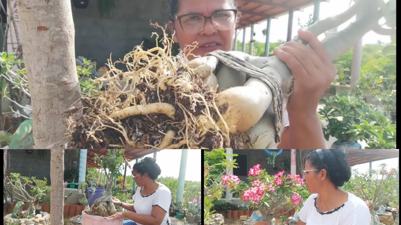 FAZENDO REPLANTE DA MINHA ROSA DO DESERTO OSOLA E A EMIELE SURRENDER