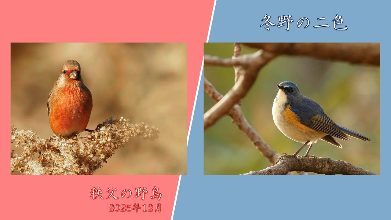 【秩父の野鳥】2025年12 月　「冬野の二色」
