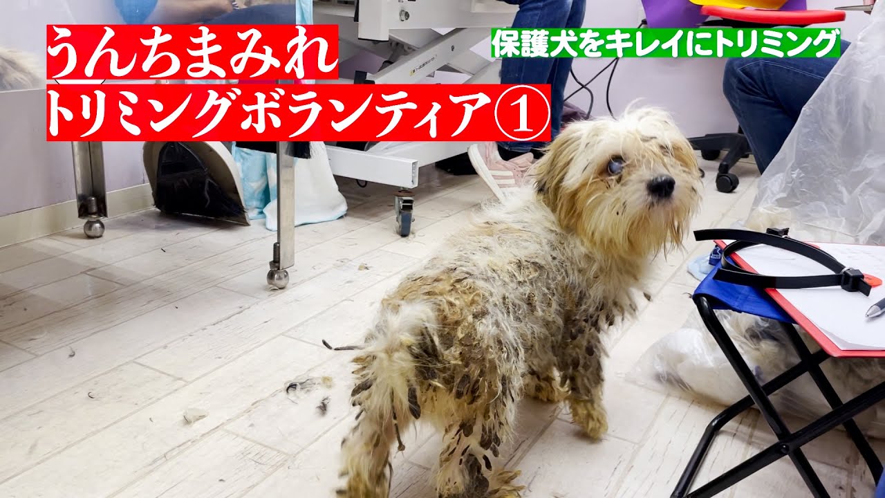 【多頭飼育崩壊】うんちまみれの小型犬をトリミング①：６７１