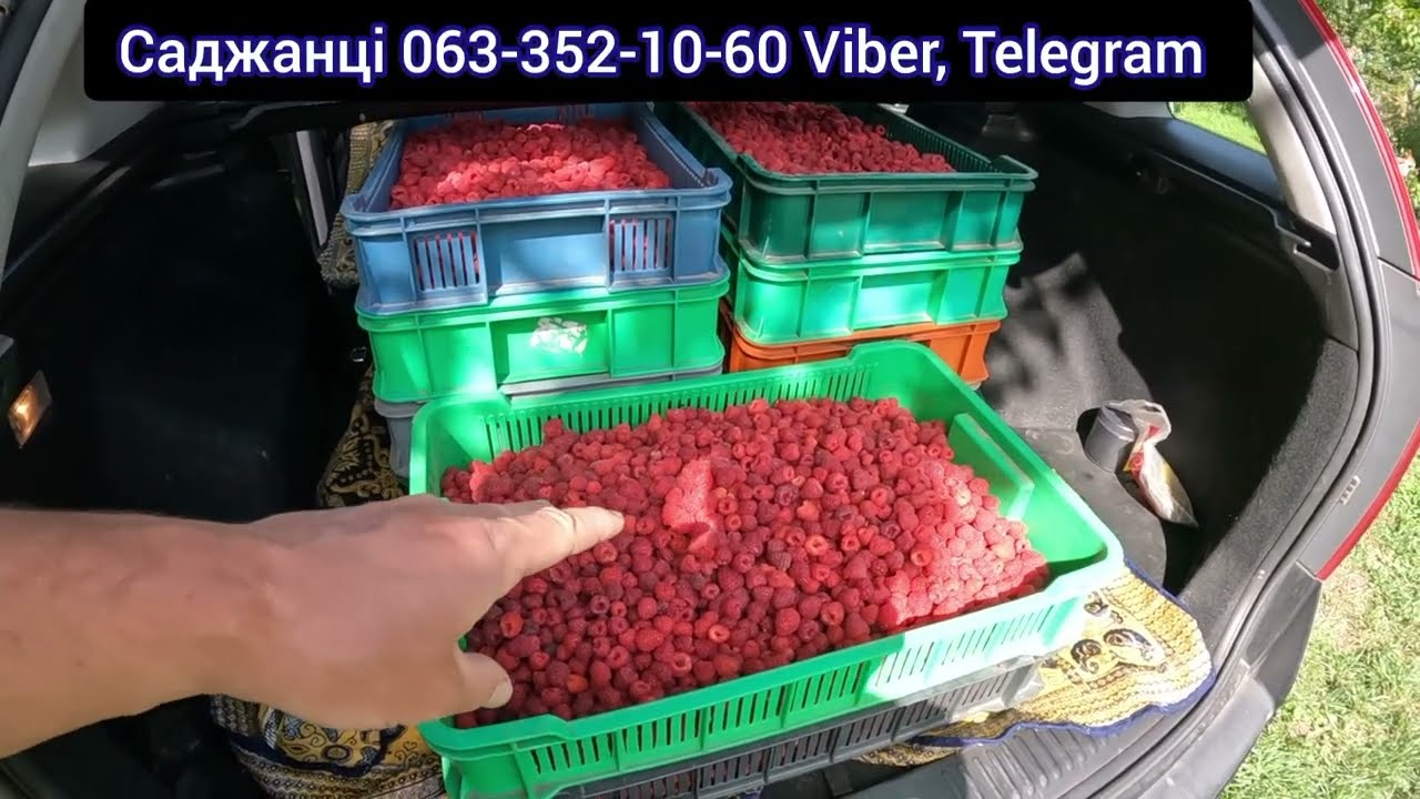 Скільки зібрали малини за день, які ціни? Бізнес на малині. Заробіток в селі.