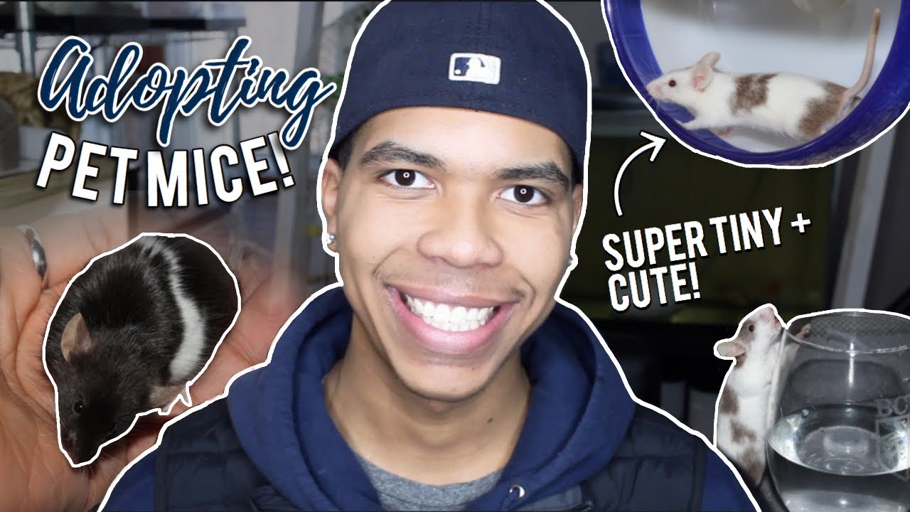 Meet My NEWEST PET MICE! 🐁 | Mouse Care & Adoption