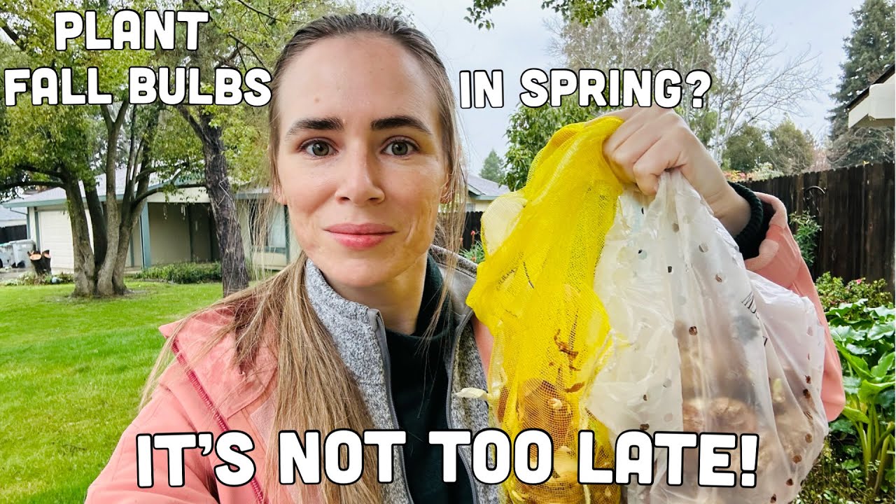 Can I plant TULIPS and DAFFODILS in February? (see the results!)