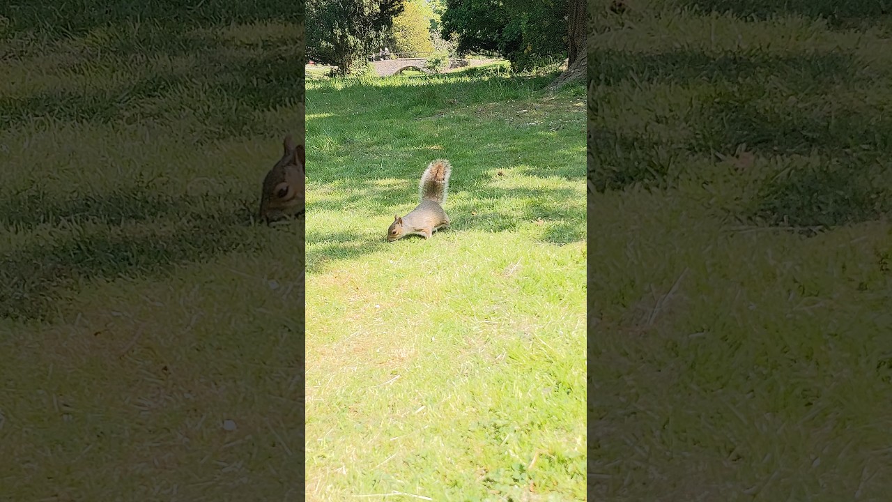One with the squirrels 🐿️ | Befriending local squirrels