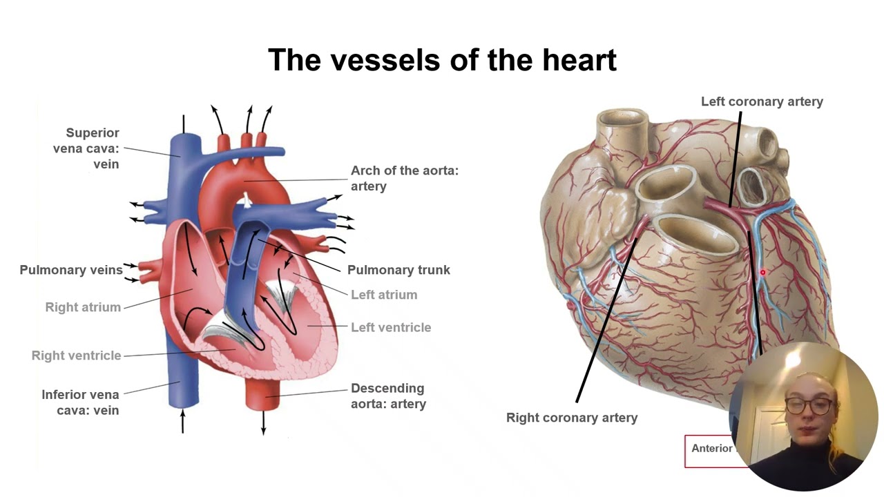 k 12 heart lecture