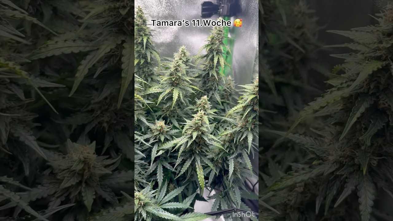 Woche 11 🥰mit Tamara 🌱 einer Gorilla Zkittlez. ✨ Tamara bleibt für immer Prinzessin –  🌸👑