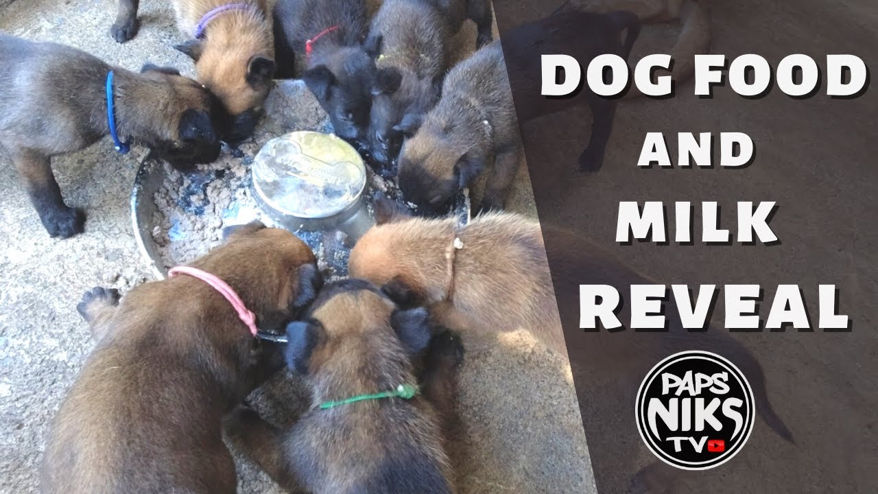Vlog 131: FEEDING GUIDE FOR 30 DAYS OLD PUPPIES #belgianmalinois #bm