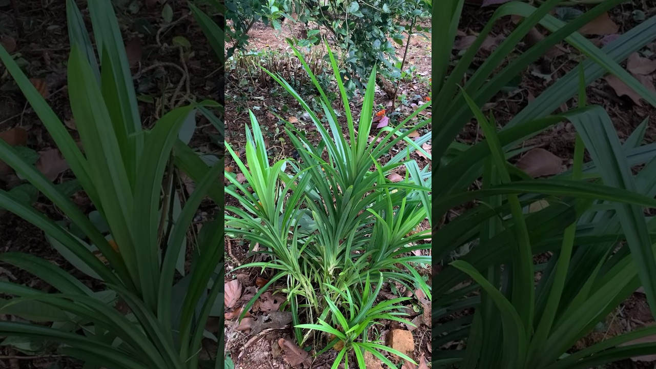 See the aromatic Pandan plant, also called Screw Pine / Annapurna leaves / Ramba leaves