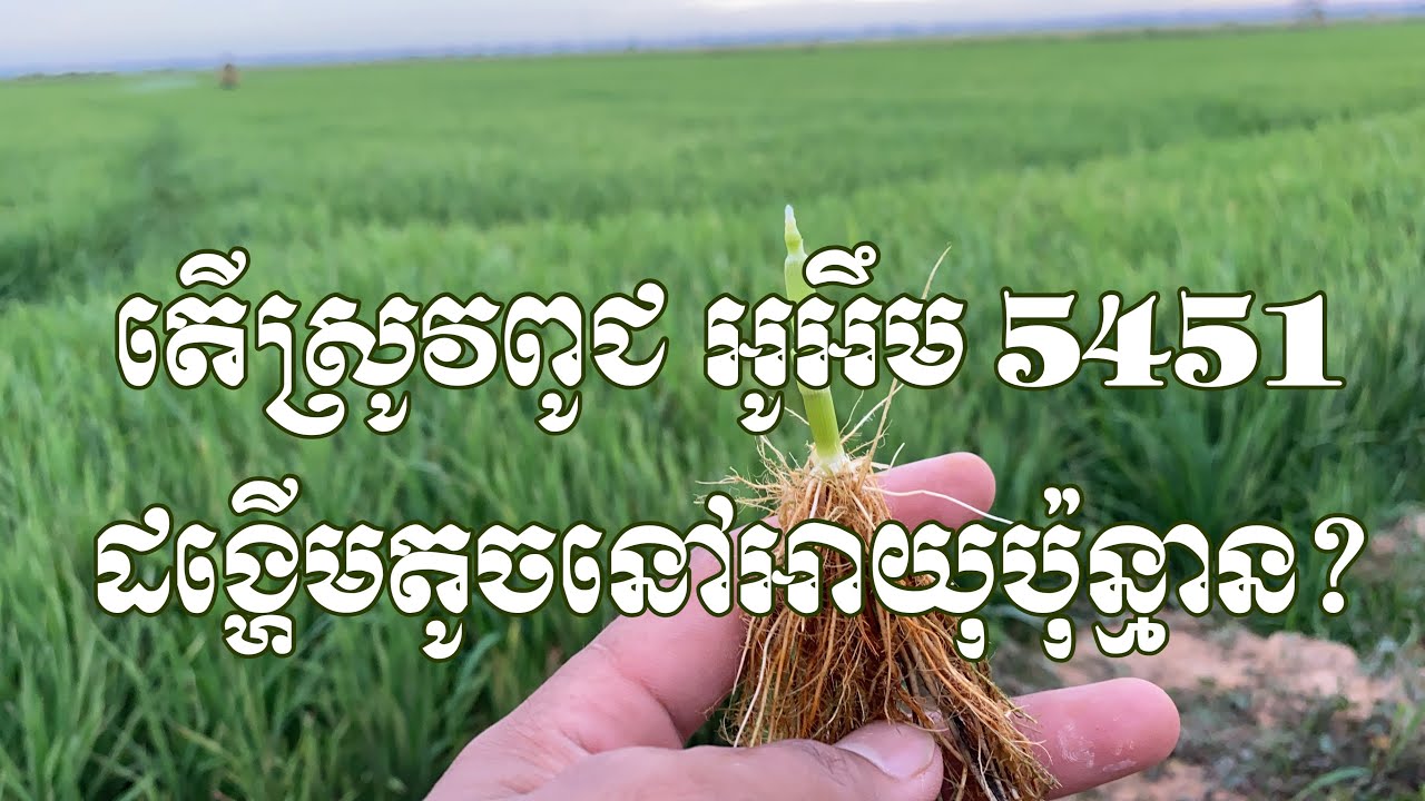 ☝️តើយើងគួរបាចជីផ្តាច់ចុងក្រោយ នៅអាយុប៉ុន្មាន លើពូជស្រូវ​អូអឹម5451?  #បច្ចេកទេស_077555149_060609666