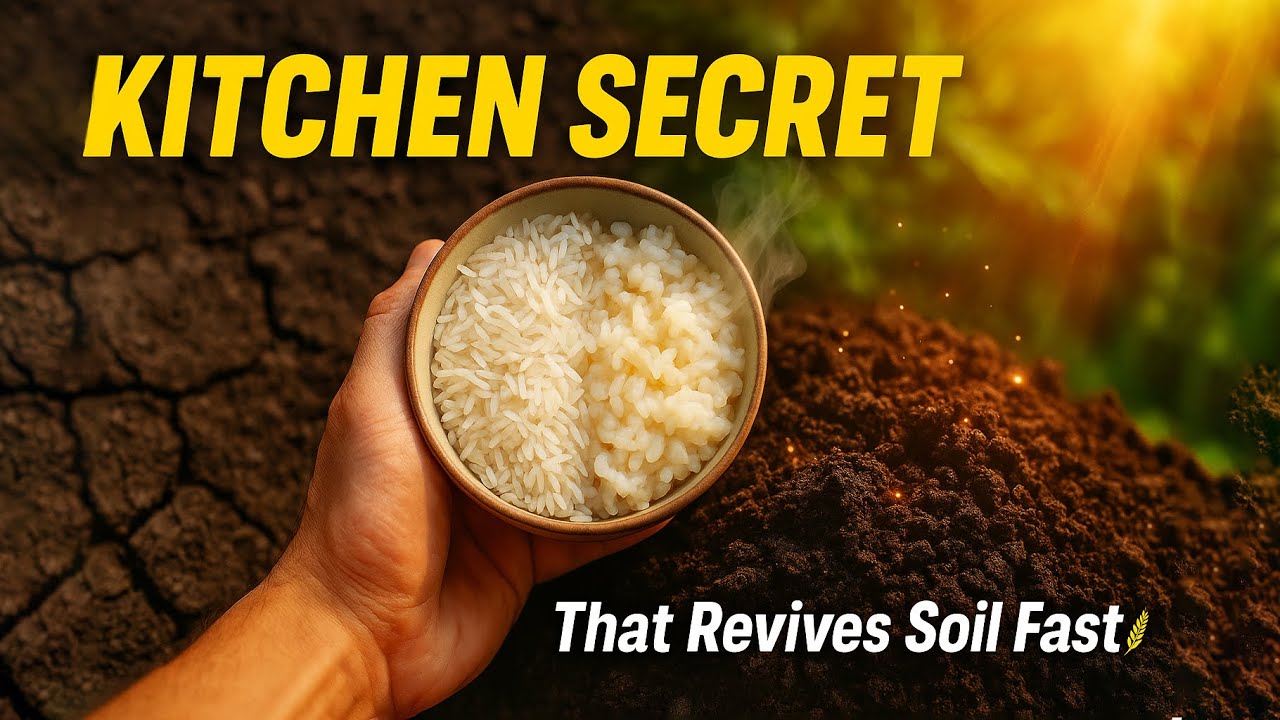 I Buried Rice in My Garden… What Happened Next Shocked Me