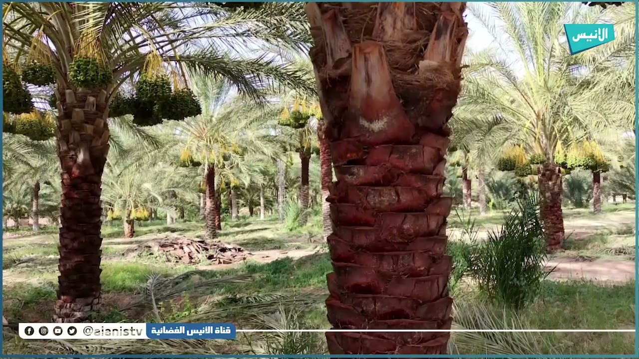 أولاد جلال: دقلة نور من أشهى وأطيب التمور   مراحل إنتاج التمور بالواحات والزيبان