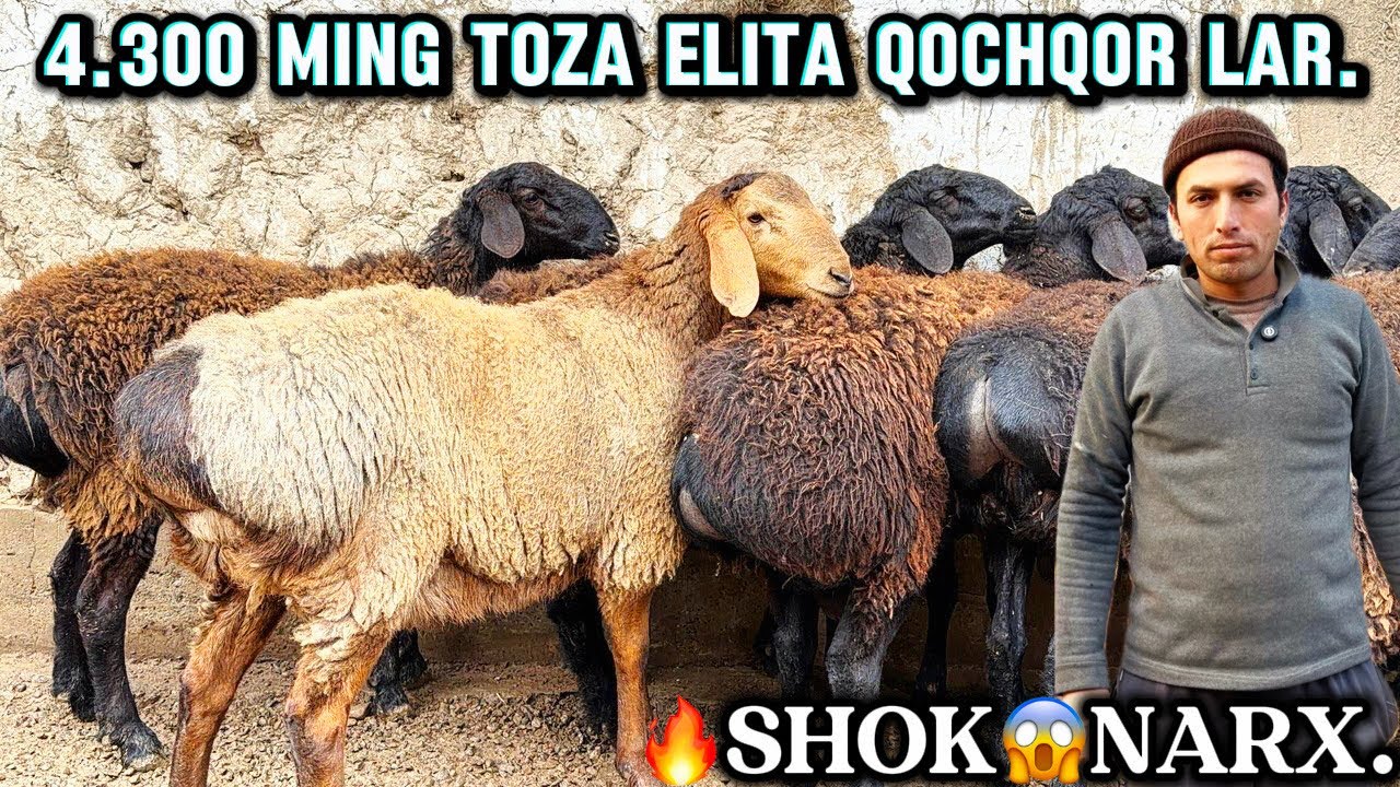 4.300.ming.70-75.kiloli QOCHQOR LAR KELDI TAROZIGA, 80.ming dan😱😱😱🔥
