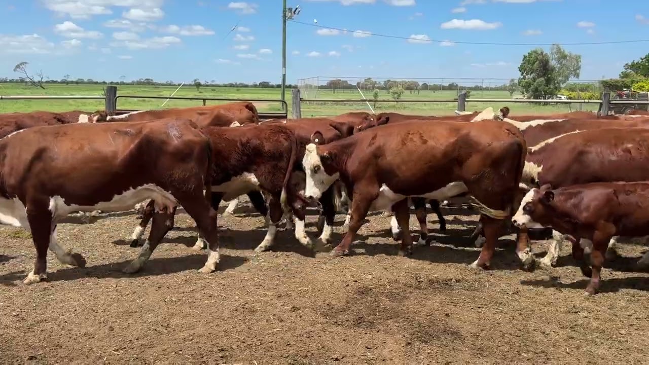 Kaloola Heifers and Calves