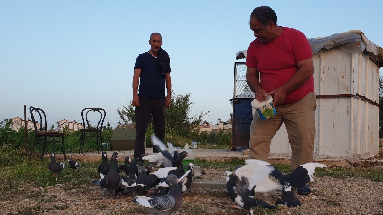 Kuşçu Mahmutun Ender Bulunan Iran Taklacısi ve Adana Güvercinleri