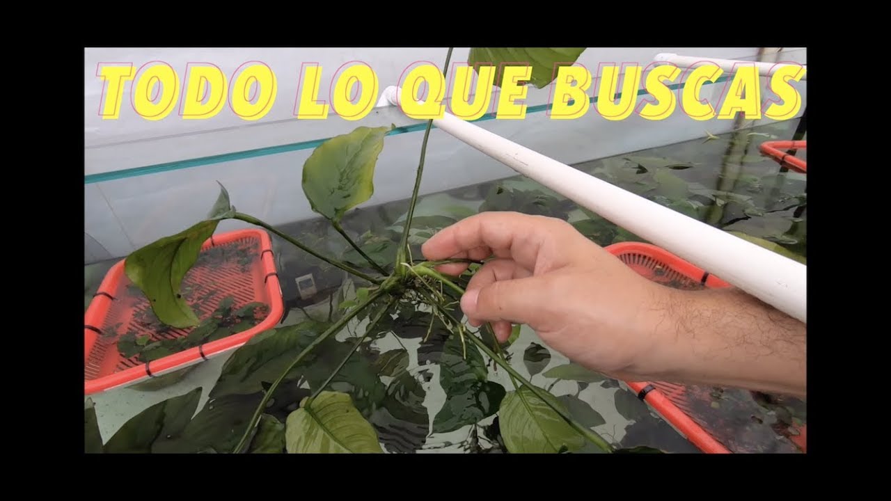 Todo lo que necesitas para tu ACUARIO PLANTADO||||||😍🌱🌱🌱