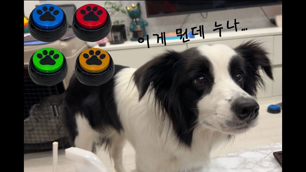 강아지 말하기 버튼 훈련 하루만에 성공! 보더콜리 하루의 자기주장 강한 의사표현,녹음부저로 소소한 의사소통하기 #보더콜리 #보더콜리유튜브 #bordercollie