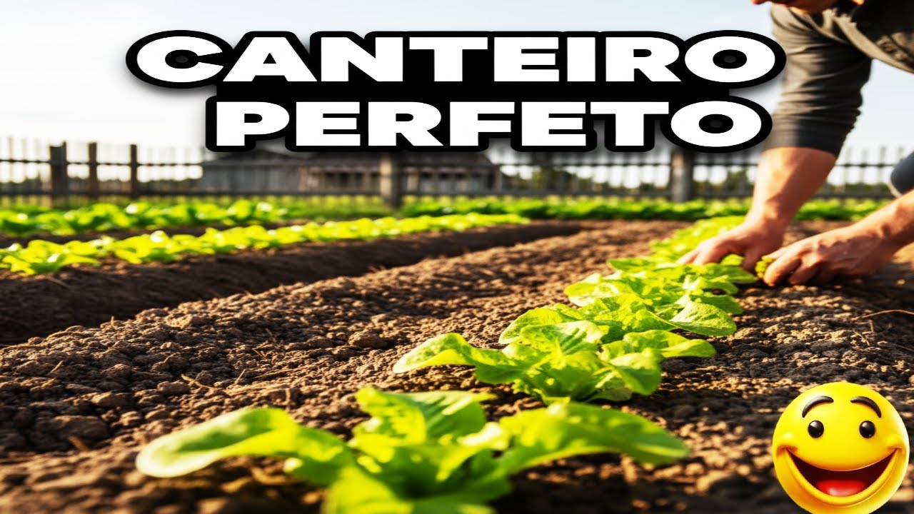 Canteiro de Alface em 30 Dias: Técnica Simples que Dá Resultado Rápido