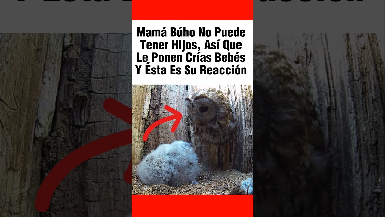&Eacute;sta es la reacci&oacute;n de una mam&aacute; b&uacute;ho al por fin tener hijos