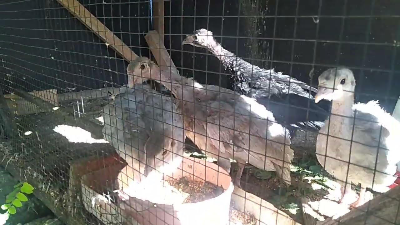 Turkeys Gobbling - Funny Turkey Gobble Videos - Calling All Turkeys - Animal Bone