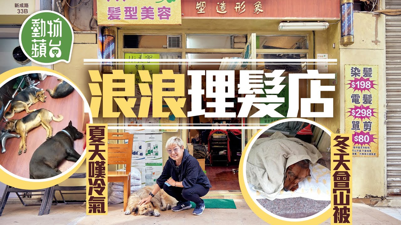 上水髮型屋變流浪狗天堂 夏天入舖嘆冷氣 老闆餵飼醫病出領養望大眾關愛社區動物 #動物蘋台─果籽 香港 Apple Daily─原刊日期：20210210