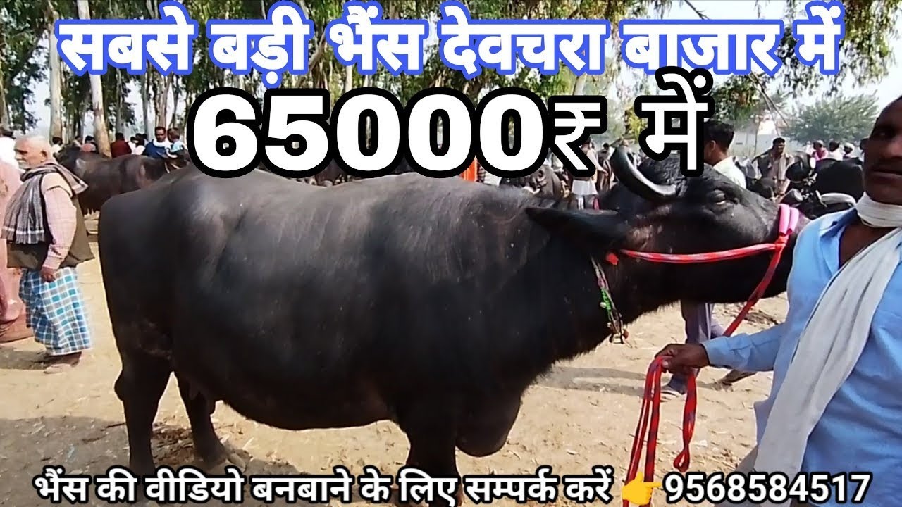 Devcara Bareilly पशु मेला सबसे बड़ा बाजार देवचरा उत्तर प्रदेश Live update video  50हजार रू में 