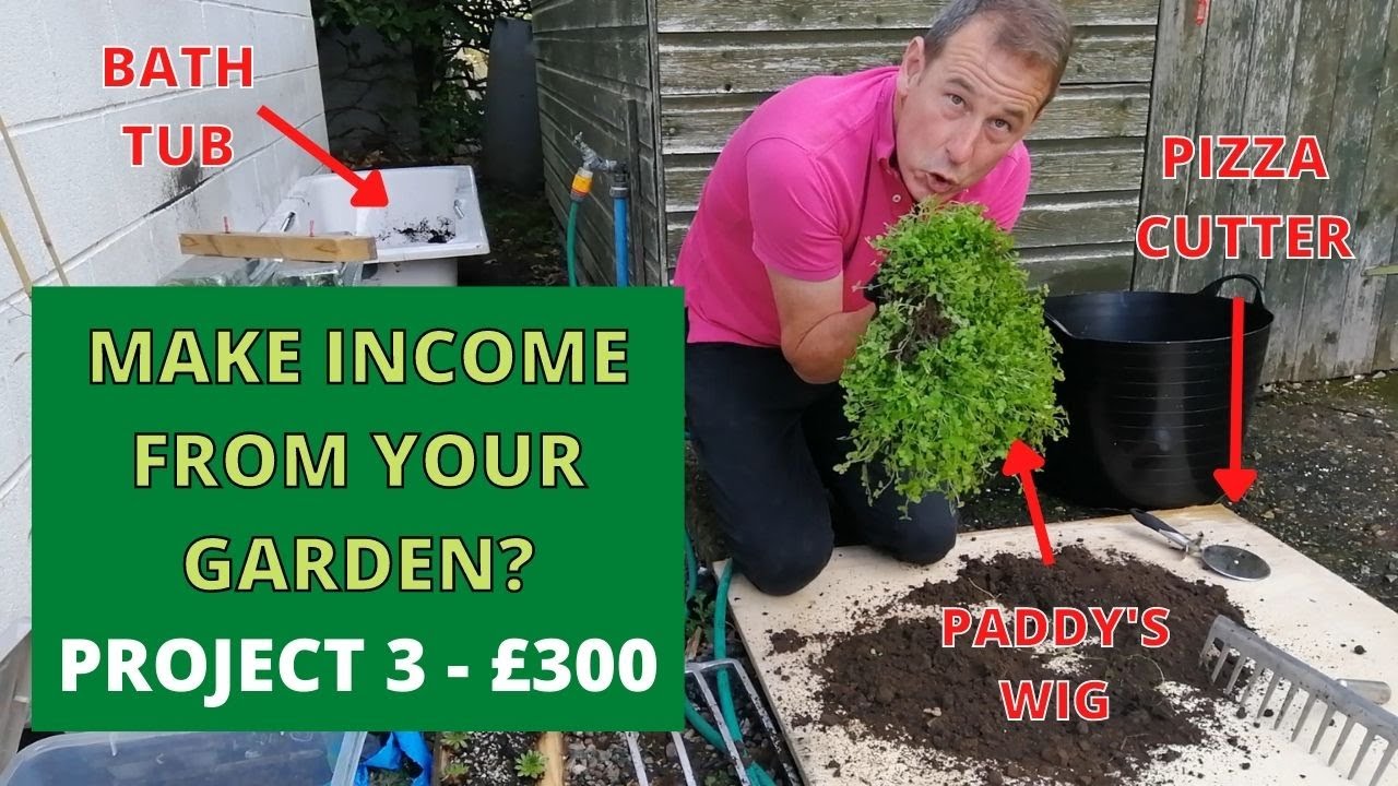 Make MONEY from the Garden. PROJECT 3 - £300 from 'Mind your own business' plant. Helxine soleirolii