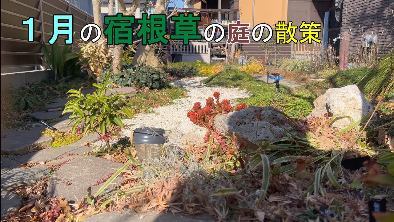 １月の宿根草の庭の散策
